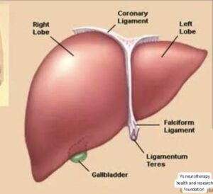Liver function