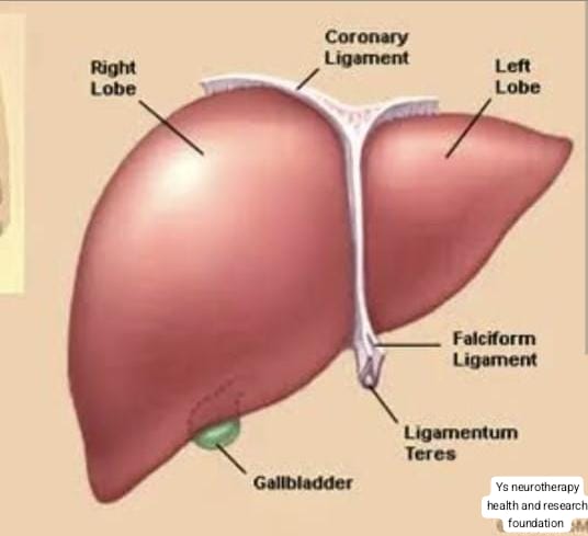 Liver function